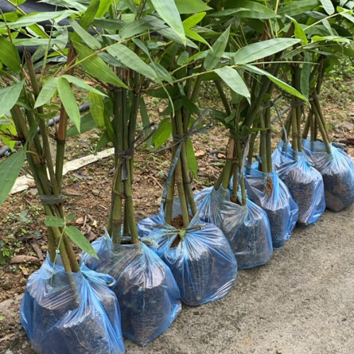 Cây giống tre Bát độ