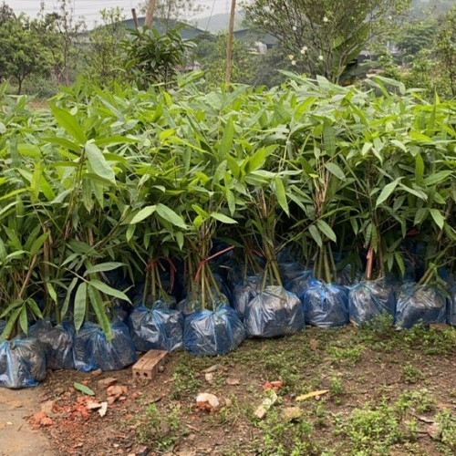 Cây giống