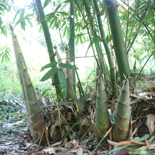 general/khom-tre.webp