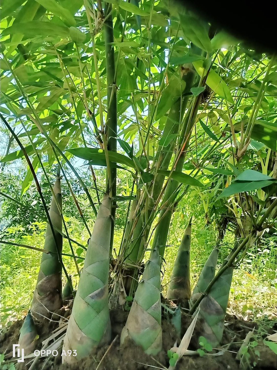 Những xã nghèo đổi thay ngoạn mục nhờ măng tre Bát Độ.